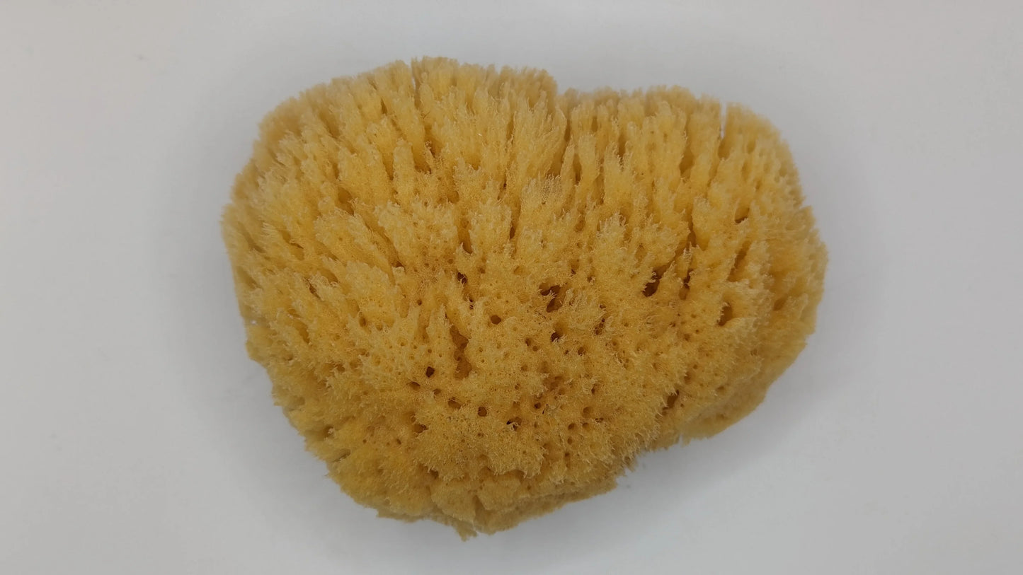 Natural sea sponge for bathing on white background, soft and porous texture