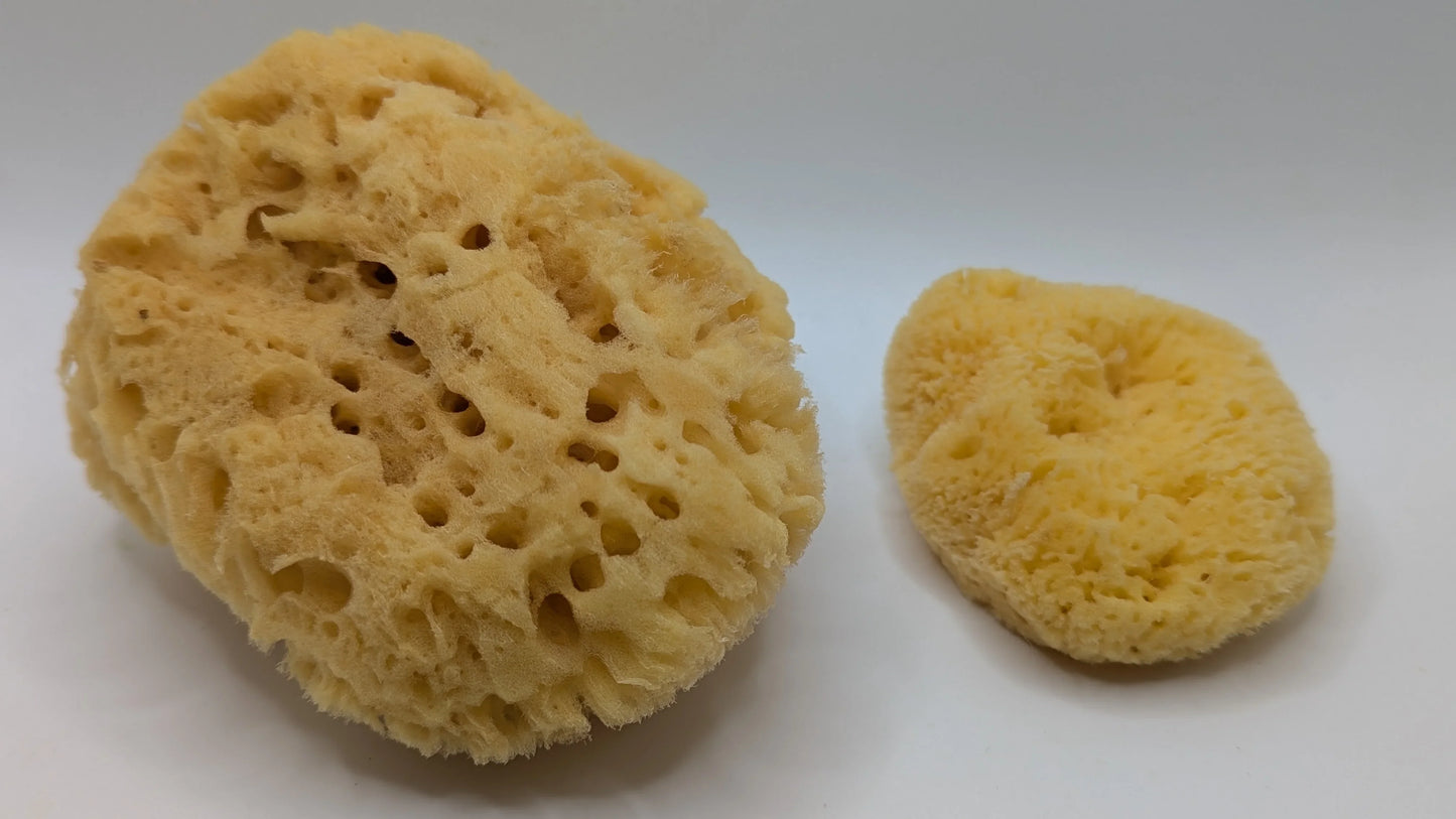 Two natural sea sponges for bathing, displayed on a white background.