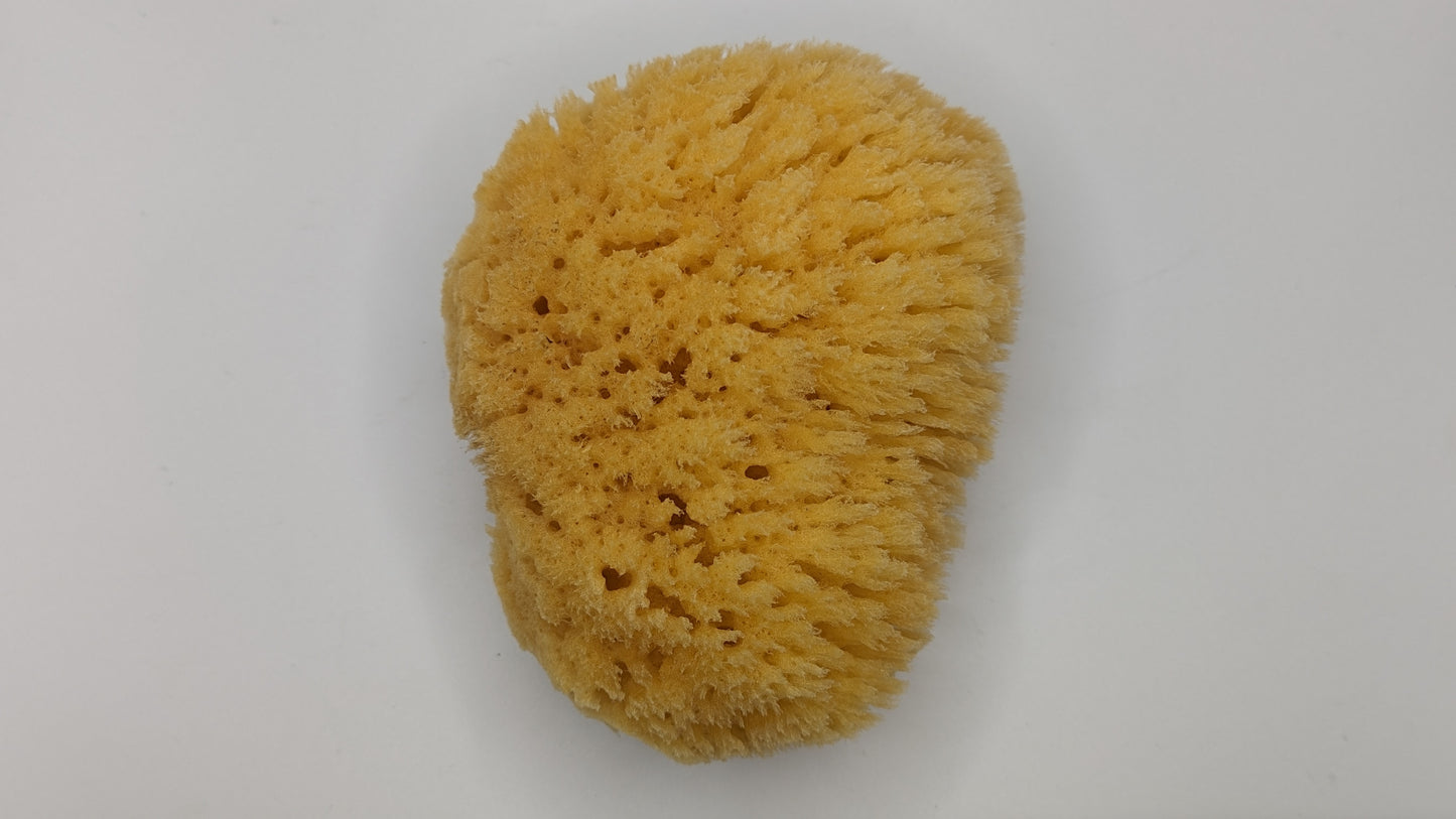 Yellow Sea Body Sponge