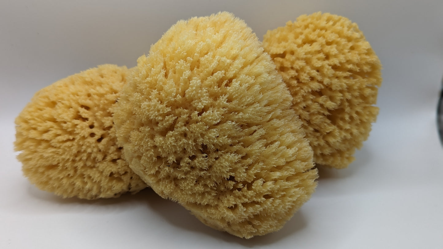 Yellow Sea Body Sponge