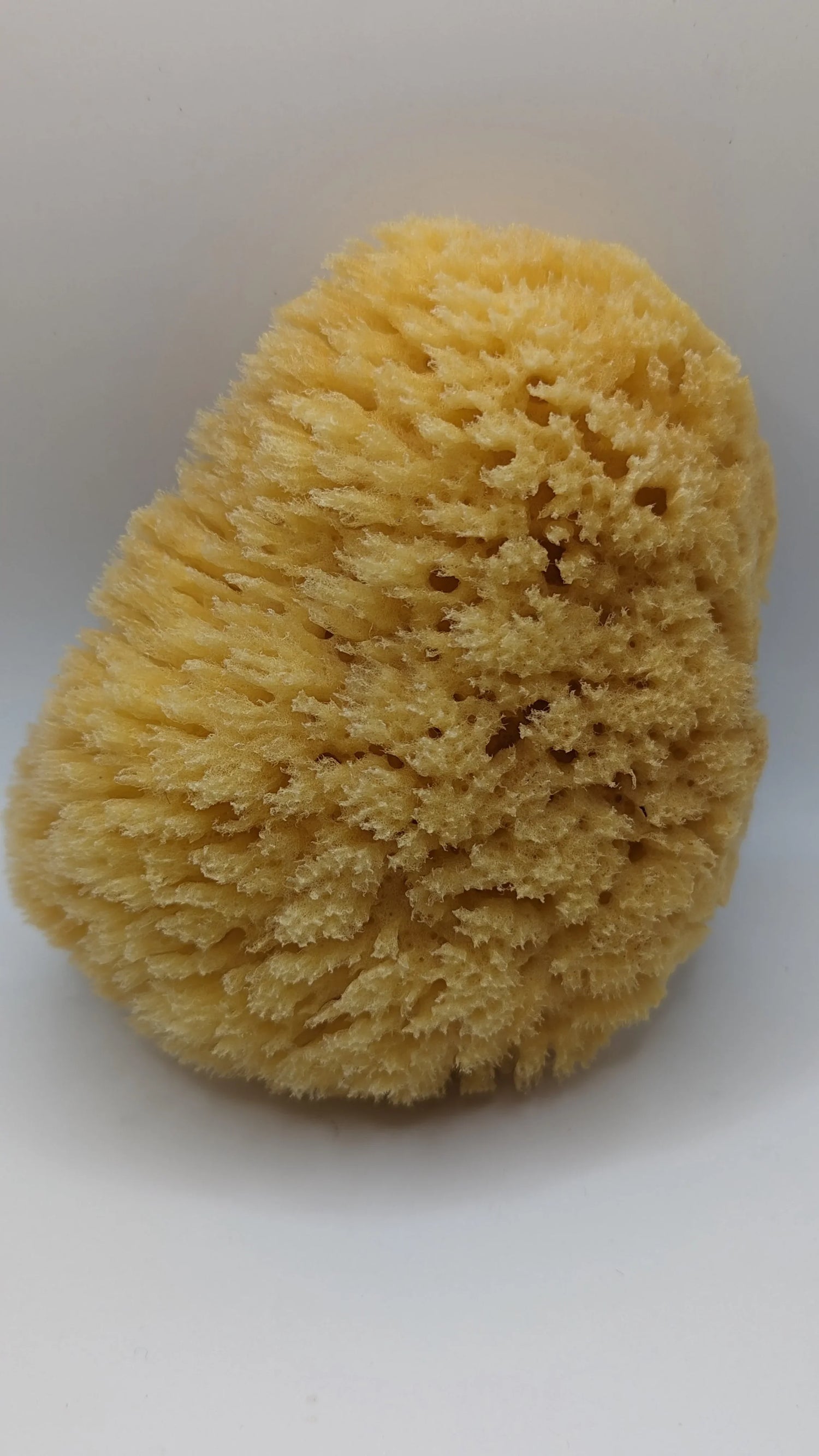 Natural sea sponge for bathing, textured and yellow, on a white background