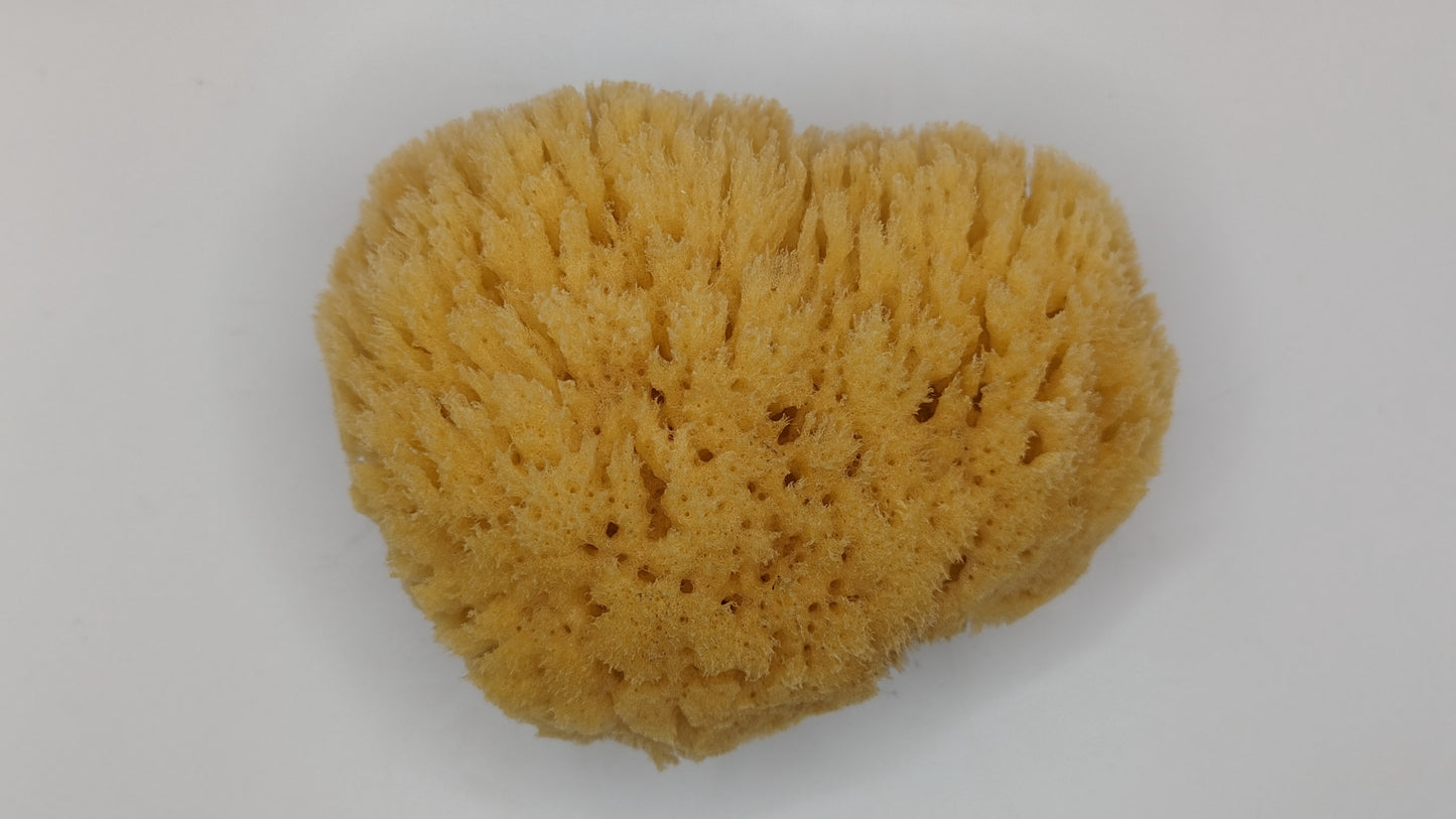 Yellow Sea Body Sponge