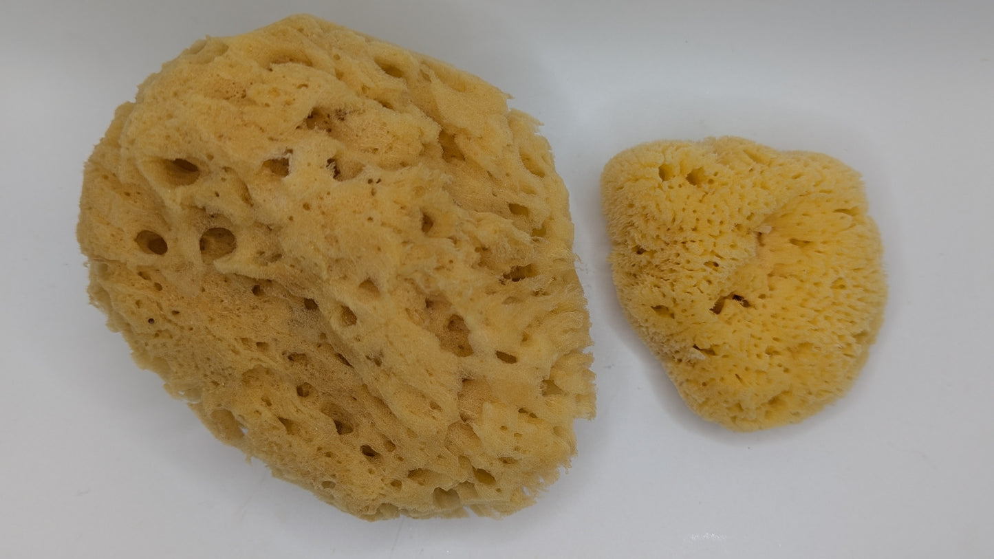 Bath Combo Set - Yellow Sea Body Sponge and Caribbean Facial Sponge